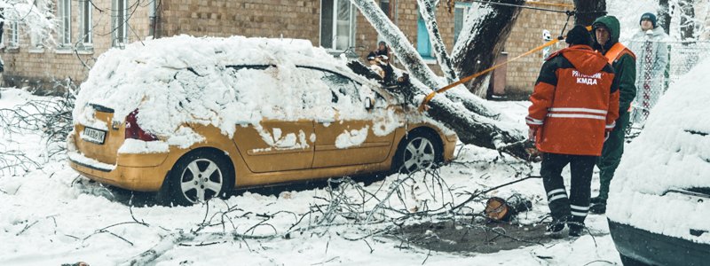 В Киеве на Выдубичах на Peugeot упало дерево
