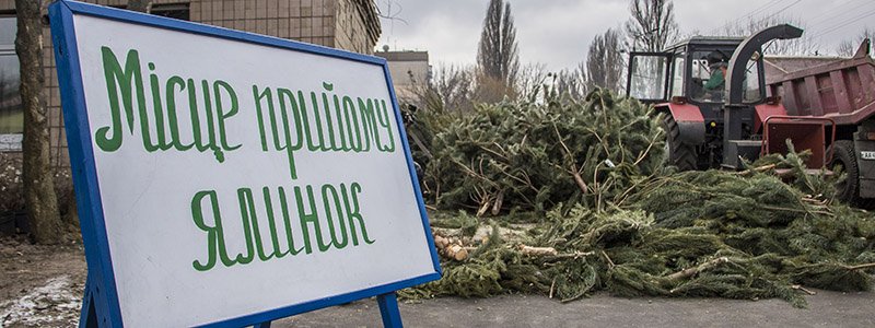 Куда в Киеве сдать елку после Нового года: список адресов