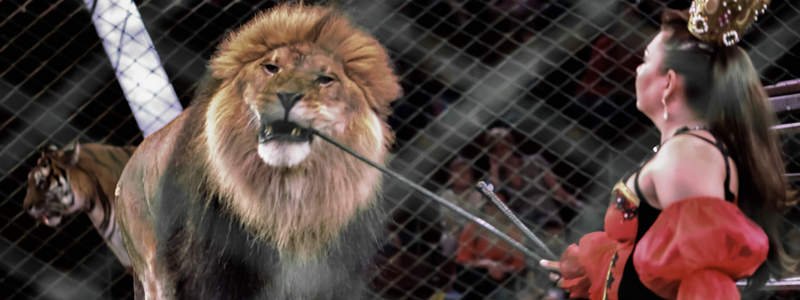 Кабмин поддержал законопроект о запрете диких животных в цирках