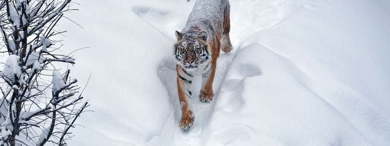 Как животные радуются и резвятся в снежных сугробах в зоопарке Киева