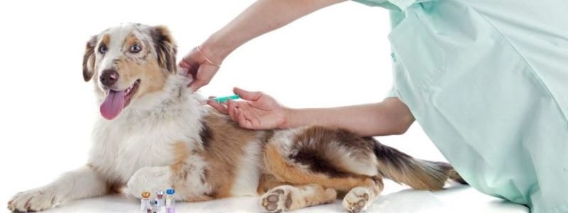 У Києві проходить масова вакцинація тварин від сказу: для чого це потрібно та як захистити свого улюбленця від хвороби
