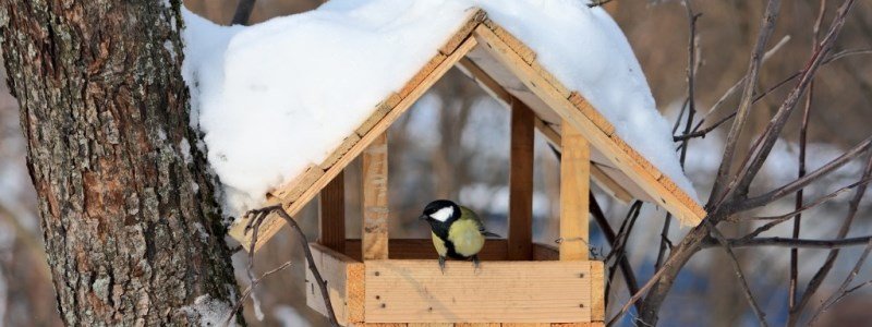 Подарите заботу: как, чем и зачем подкармливать птиц зимой