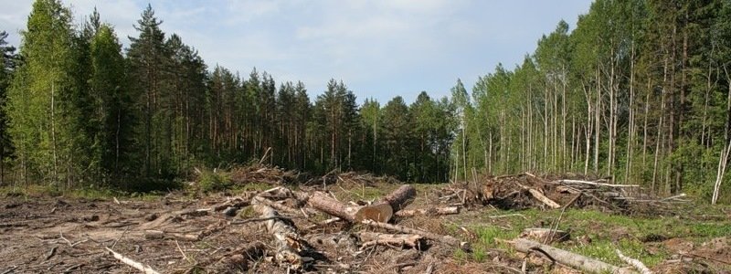 Перша правдива книга про знищення лісу в Україні
