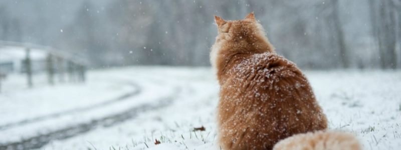Погода на 23 января: в Киев придут сильные снегопады