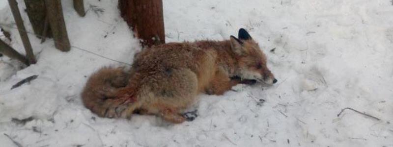 В Киеве на Виноградаре лисичка попала в капкан браконьеров: что сейчас с животным