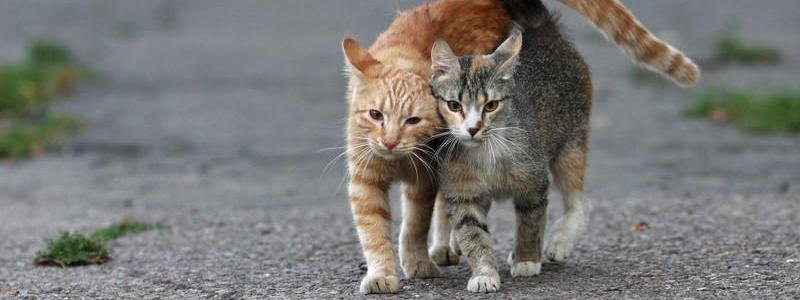 В Киеве можно записать онлайн бездомных котов и кошек на бесплатную стерилизацию