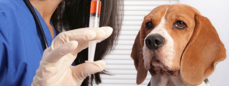 В Киеве можно будет сделать вакцинацию от бешенства для животных: адреса