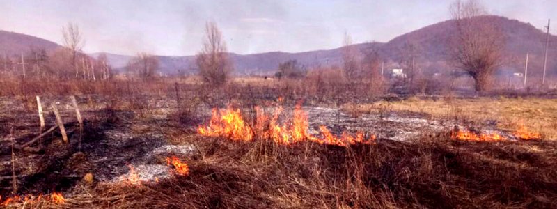 В Киеве за сжигание сухой травы грозит штраф и тюремное заключение: почему это так опасно