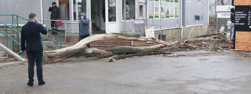 В Киеве на парня упало дерево: пострадавшего госпитализировали с переломом
