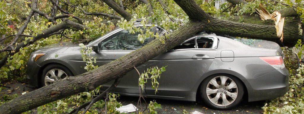 В Киеве бушует ветер: что делать, если на ваш автомобиль упало дерево