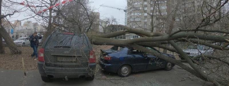 В Киеве на «Житомирской» ураган снес дерево: пострадали два авто и перебита линия электроснабжения
