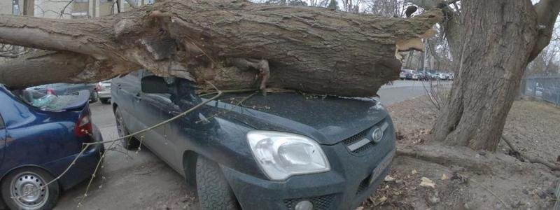 В Киеве после урагана деревья проверят на предмет безопасности
