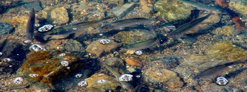 Нерест - 2019: заборона на вилов риби у вітчизняних водоймах