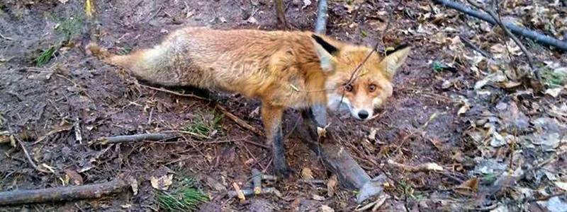 В лесу под Киевом спасли от смерти лисичку: что с животным сейчас