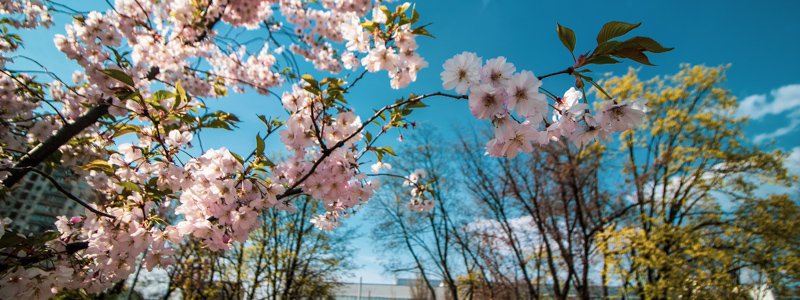 В Киеве в парке Киото расцвели первые сакуры