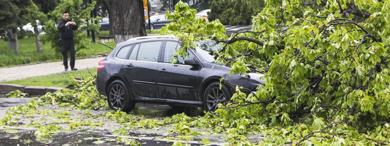 В Киеве возле Лавры дерево упало на машину и придавило водителя