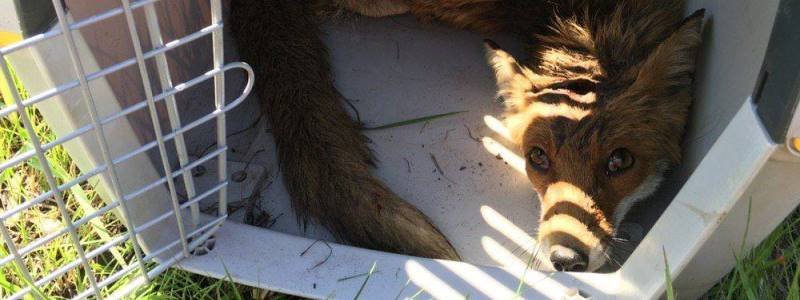 Под Киевом на трассе сбили маму-лисичку