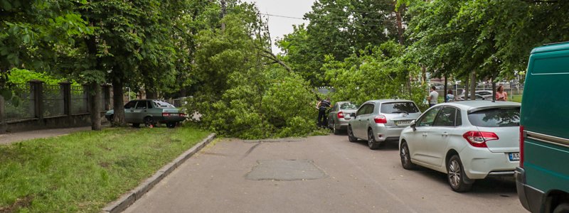 В Киеве на Святошино упавшее дерево придавило припаркованную Skoda: движение перекрыто