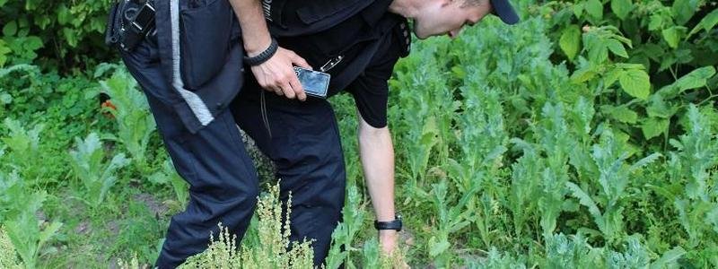 В Киеве мужчина выращивал во дворе кусты мака и конопли: что ему грозит