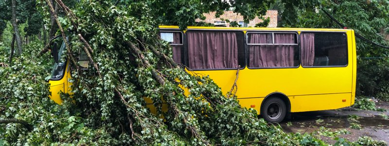 В Киеве на Лесном дерево упало на пассажирский автобус