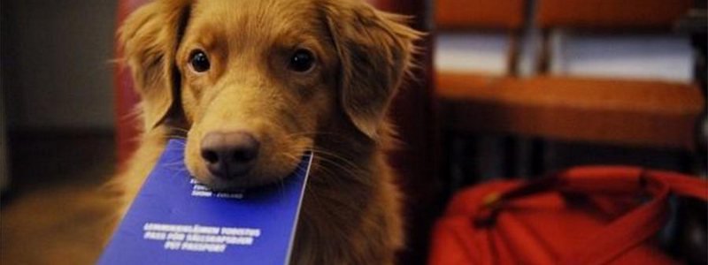 В Киеве запустили реестр домашних и бездомных животных: зачем и как зарегистрировать питомца