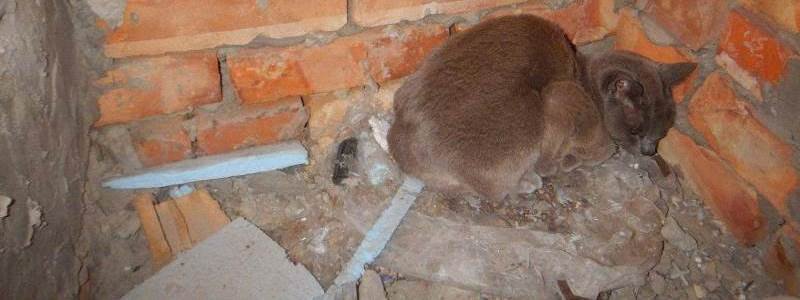 В Киеве спасали замурованную в стене дома кошечку