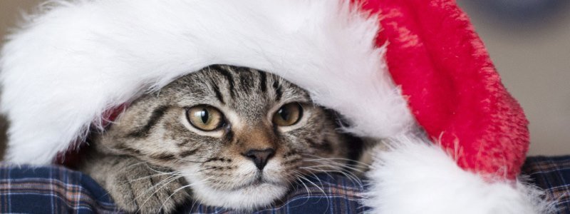 Котики на Рождество: в Киеве пройдет самая мимимишная акция