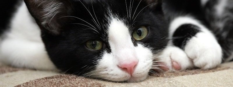В Киеве кошка неделю провела в вентшахте: операция по спасению животного