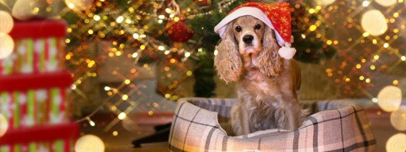 Приметы и традиции встречи Нового года 2018 собаки