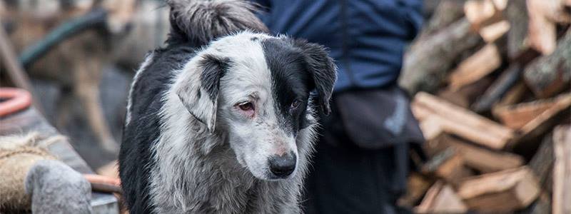 Живодеры расстреливают собак в Киеве: приют для животных SOS просит власть их услышать