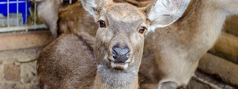 В зоопарке под Киевом попросили сдать ненужные елки на еду оленям и антилопам