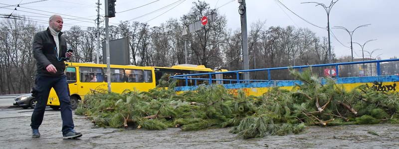 В Киеве появились новогодние свалки: продавцы елок побросали деревья погибать на холодной земле