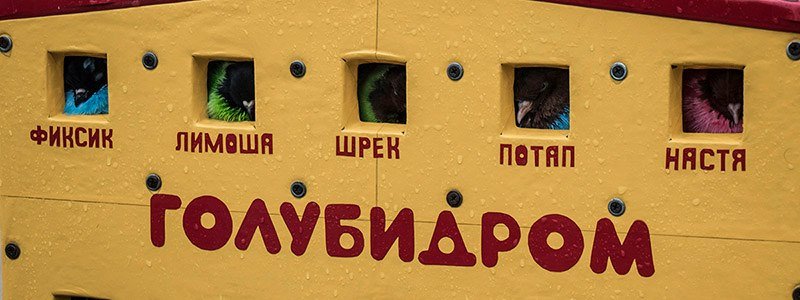 Развлечение для извращенцев или яркие впечатления: в Киеве появились цветные голуби