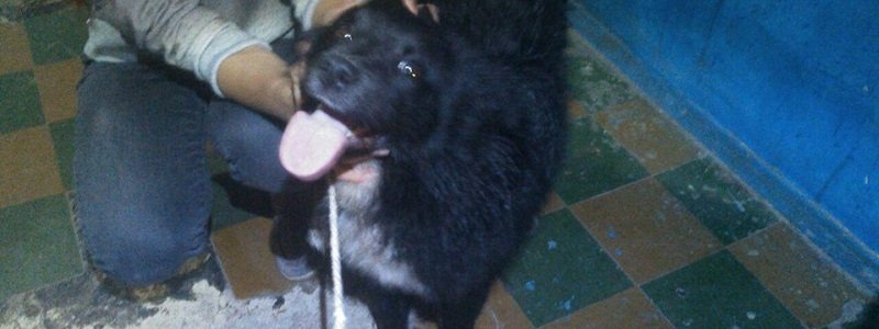 В Киеве спасатели уговорили перепуганного пса не прыгать с карниза девятиэтажки