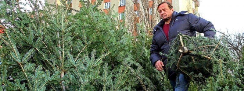 Куда сдать елку в Киеве: ищи адрес в своем районе