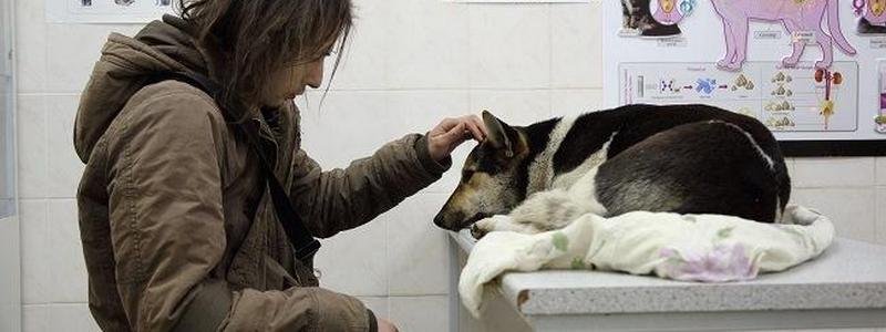 Как жители Киева могут помочь спасти животных, которые оказались в беде