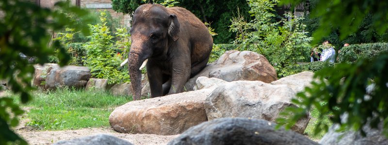 Уголок саванны в прохладе Киева: кого сейчас можно увидеть в столичном зоопарке