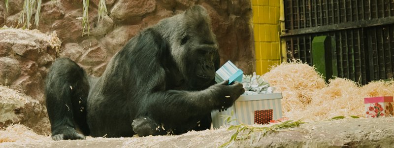 Единственной горилле в Украине - 45 лет: как любитель женщин и сладкого отметил юбилей
