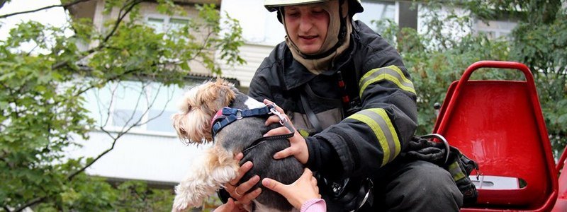 В Киеве на Оболони пожарные достали из задымленной квартиры собаку