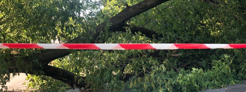 В Киеве на Печерске дерево упало на женщину и перекрыло дорогу