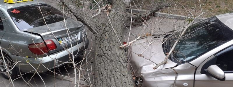 В Киеве на Теремках тополь упал на припаркованные машины