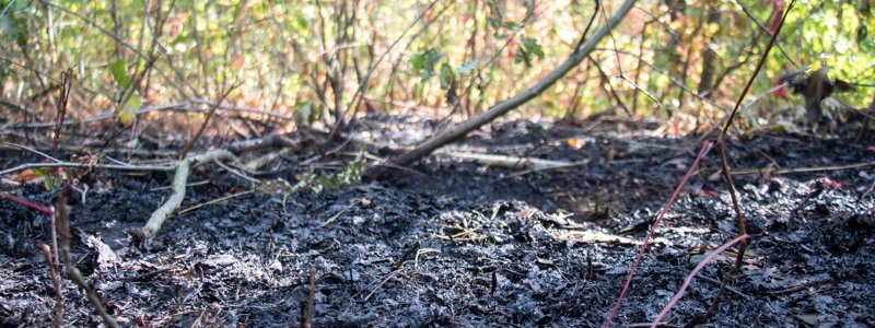 В Киеве на ДВРЗ горели более 600 квадратных метров леса