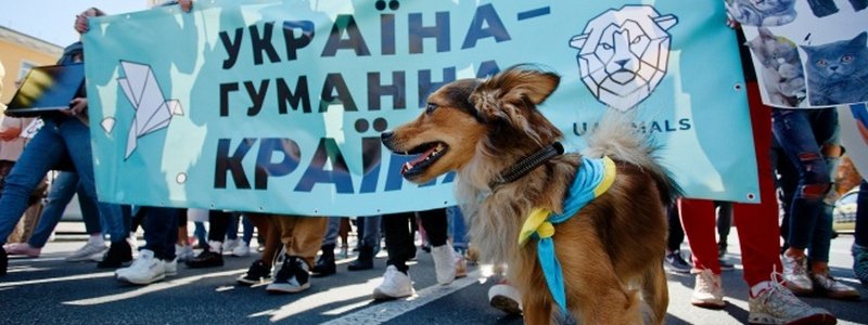 В Киеве пройдет всеукраинский марш в защиту животных: где и когда
