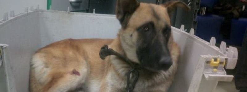 В Киеве ищут хозяина сбитой собаки