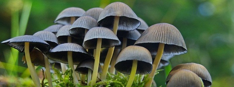 Как не отравиться грибами и что делать, если это произошло