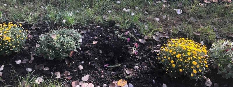 В новой части парка "Победа" в Киеве вандалы выкопали цветы и украли бант у медведя
