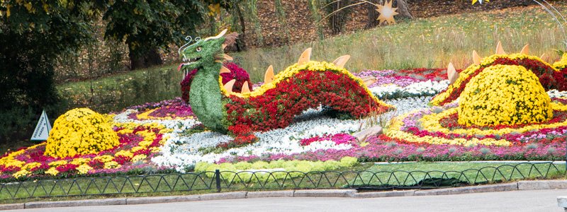 Тысячи цветов и десятки композиций: в Киеве стартовала выставка хризантем "Цветочное созведие"