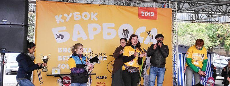 В Киеве выбрали самую красивую дворнягу: как на ВДНГ прошел Кубок Барбоса 2019
