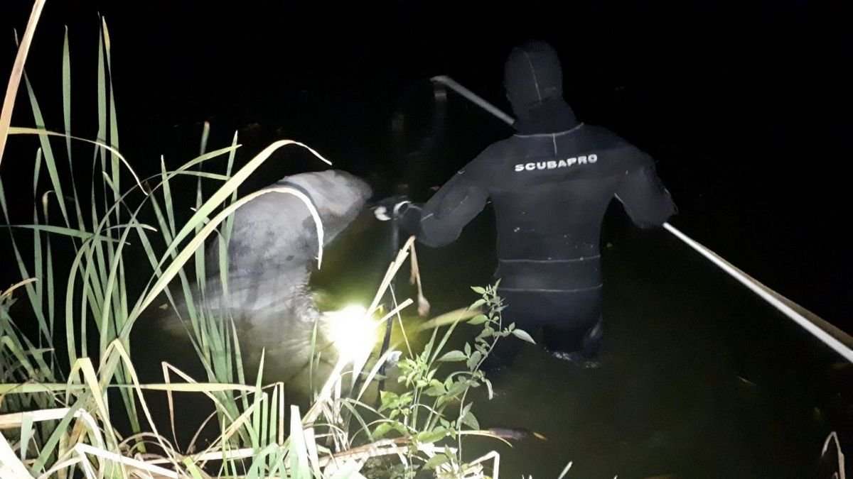 В Киеве на Осокорках в озере утонул конь