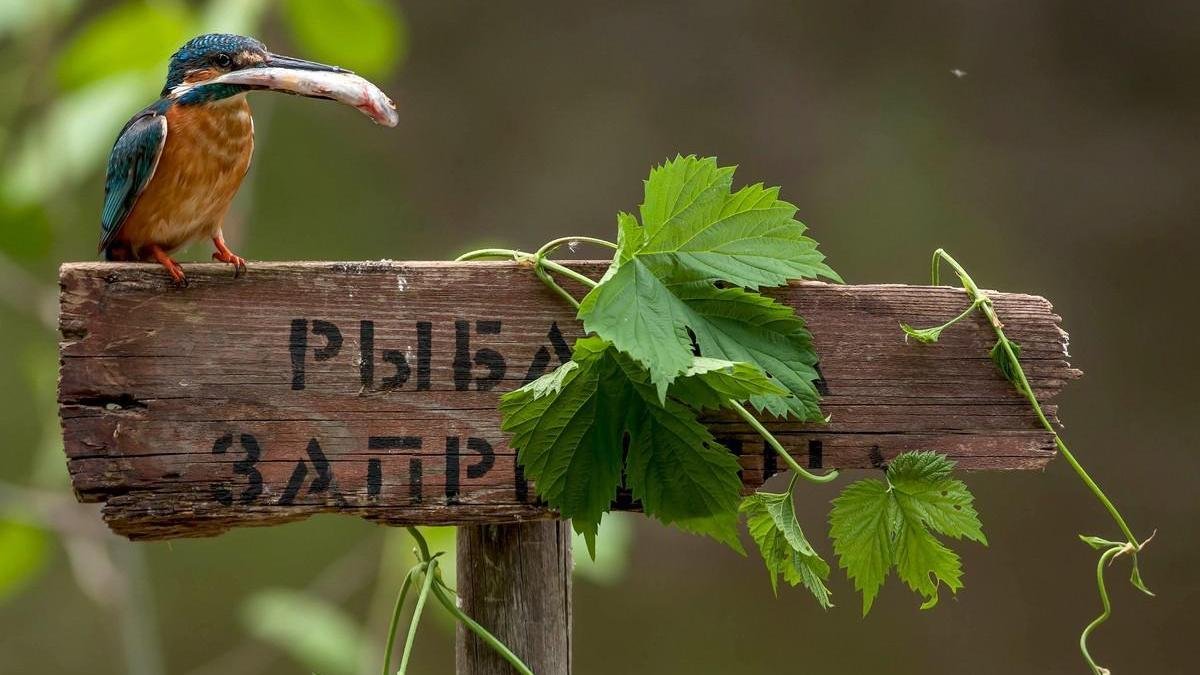 В Киевской области запретили рыбачить